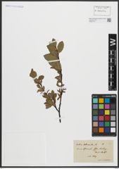 Foto von Salix arbuscula L.